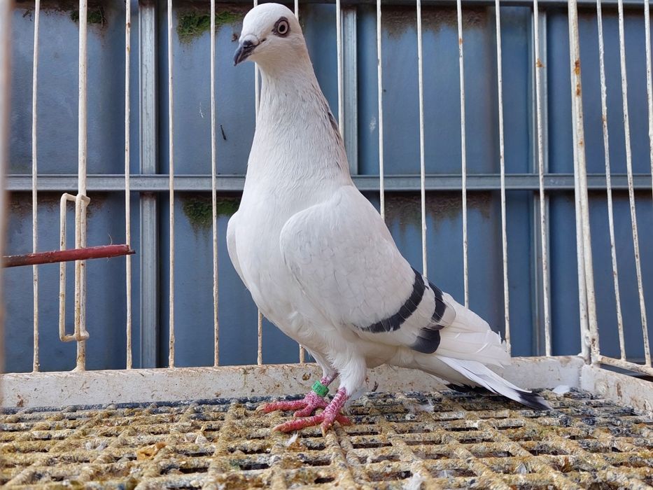 Boczaty z pasami,samczyk 25r.