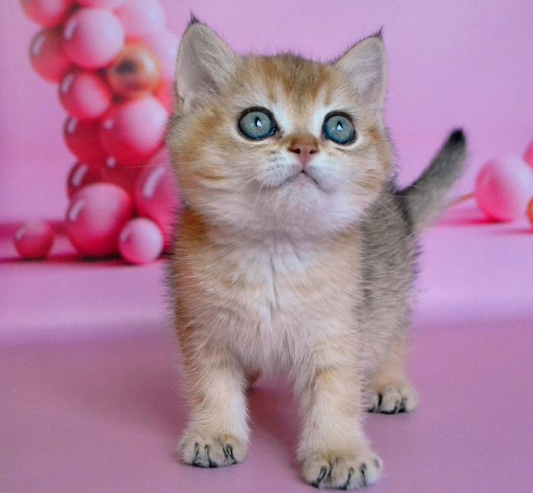 Британський ведмежатко