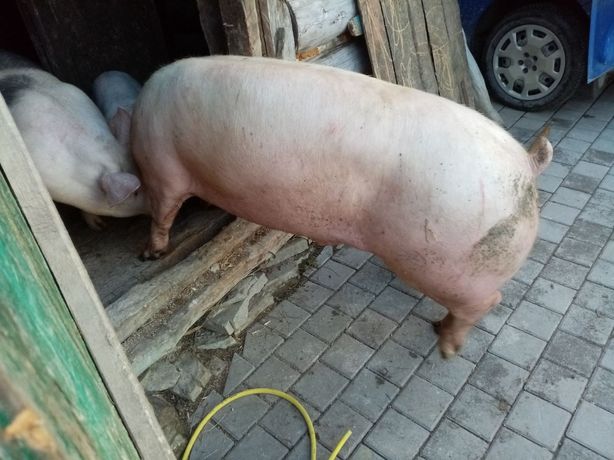 Продам свині 85 за кг