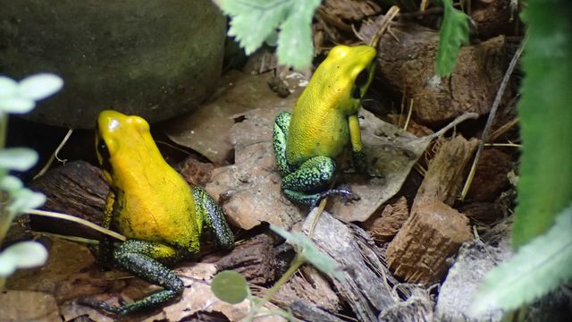 Phyllobates bicolor - liściołaz dwubarwny, drzewołaz, żaba