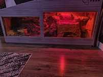 Terrarium dla węża lub agamy