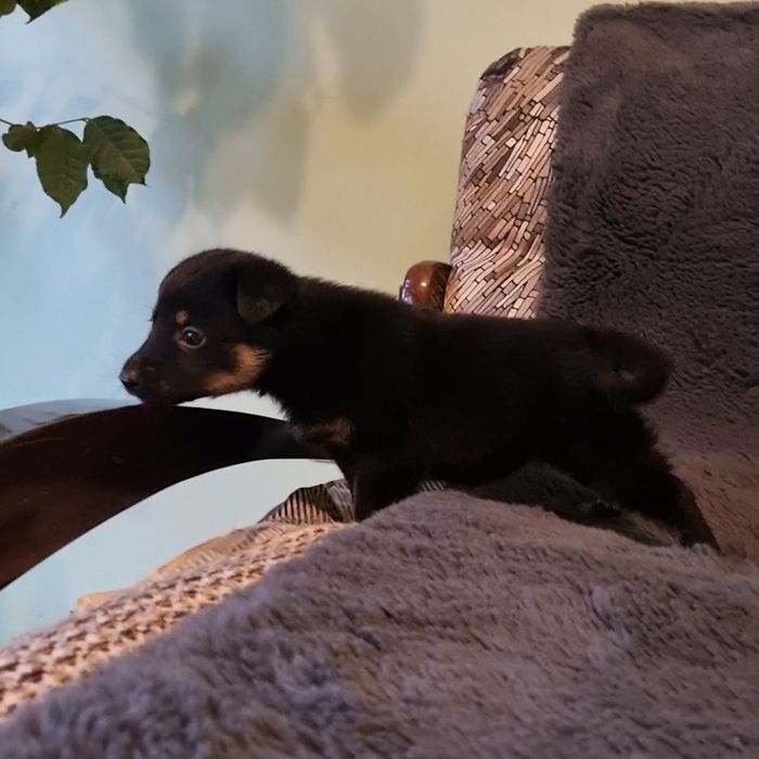 Шукаю родину для собаки