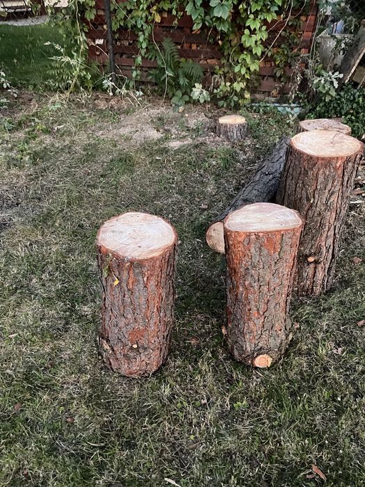 Pieniek, pień do rozlupywania drewna