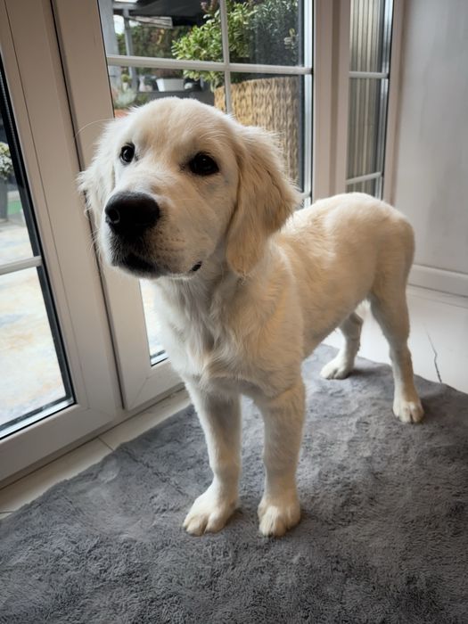 Golden Retriever FCI ZKwP Piesek Po Championie PL *GOTOWY DO ODBIORU*