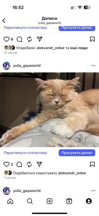 Котик Британец Длинношерстный 1год Кастрирован