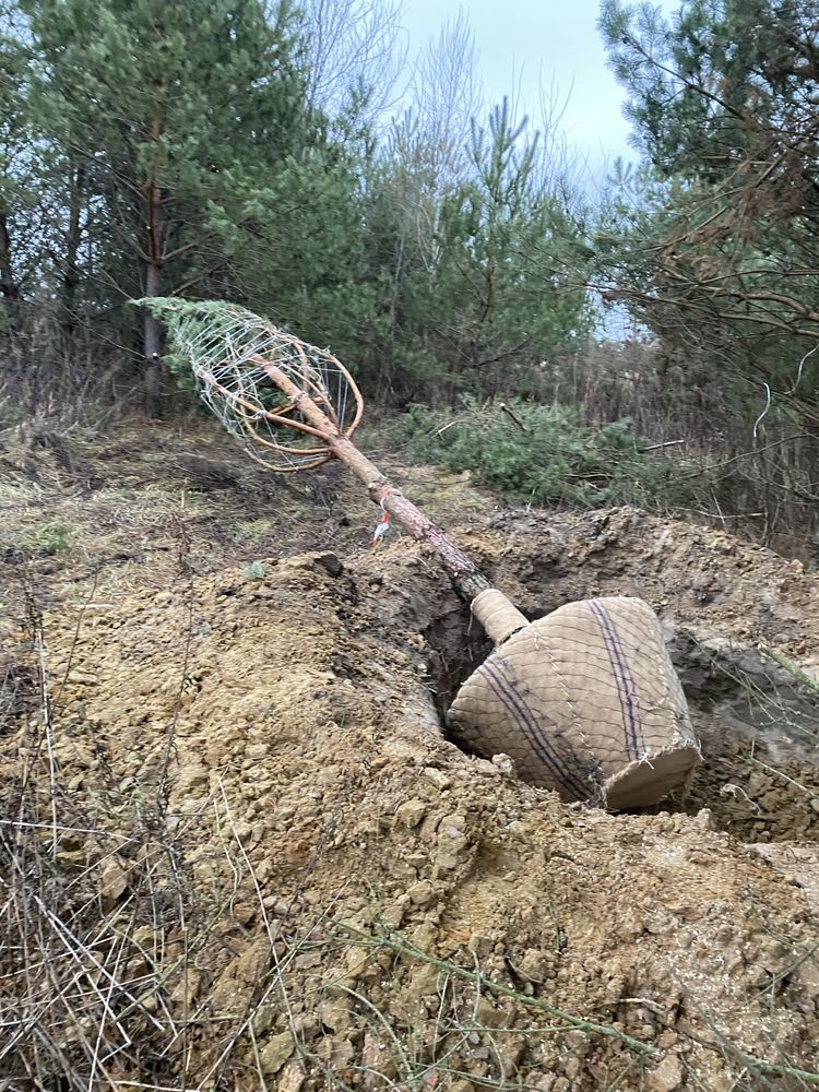 Декоративні рослини крупномірні дерева