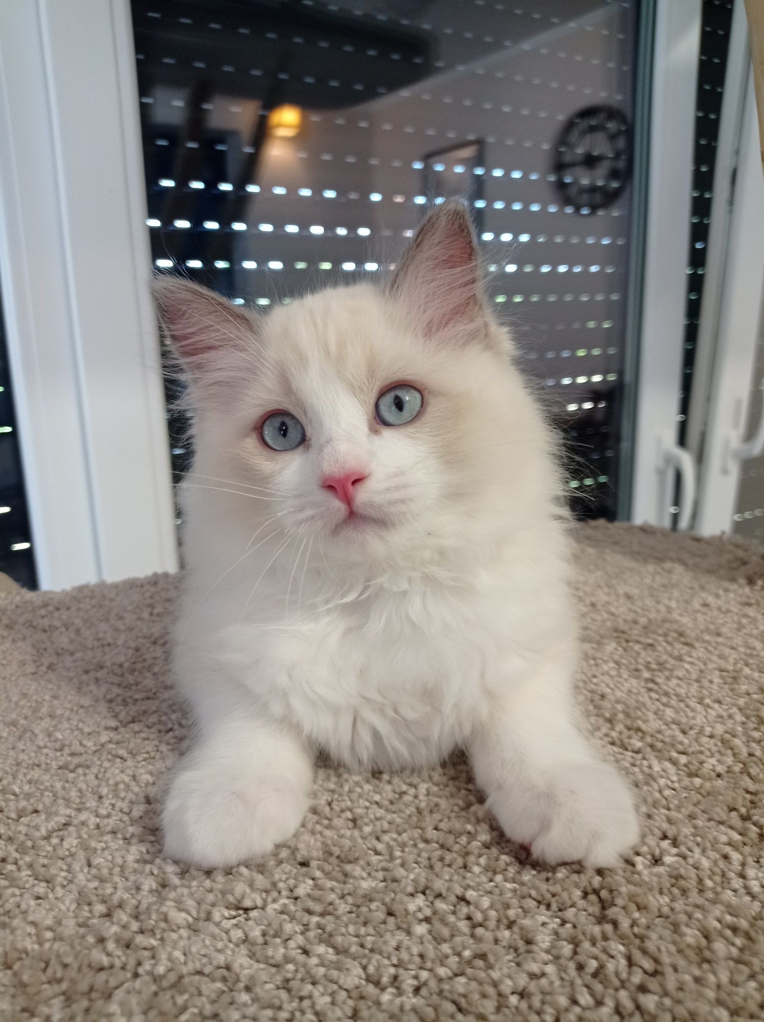 Ragdoll "Fenix" kocurek, rodowód, gotowy do odbioru