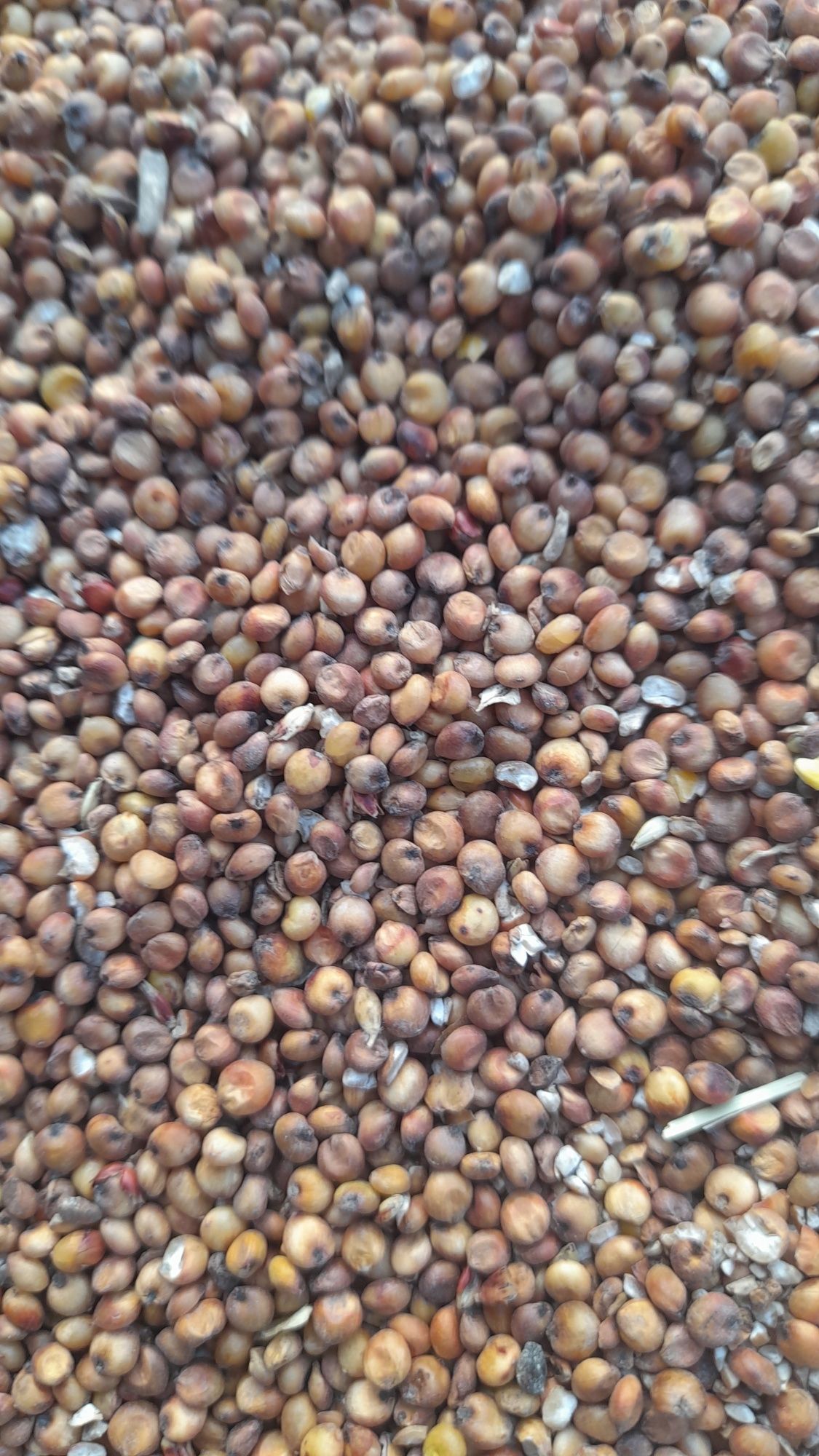 Sorgo czerwone nasiona 2024