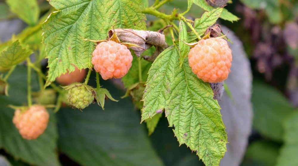 Framboesas Douradas - DELICIOSAS Planta De coleção