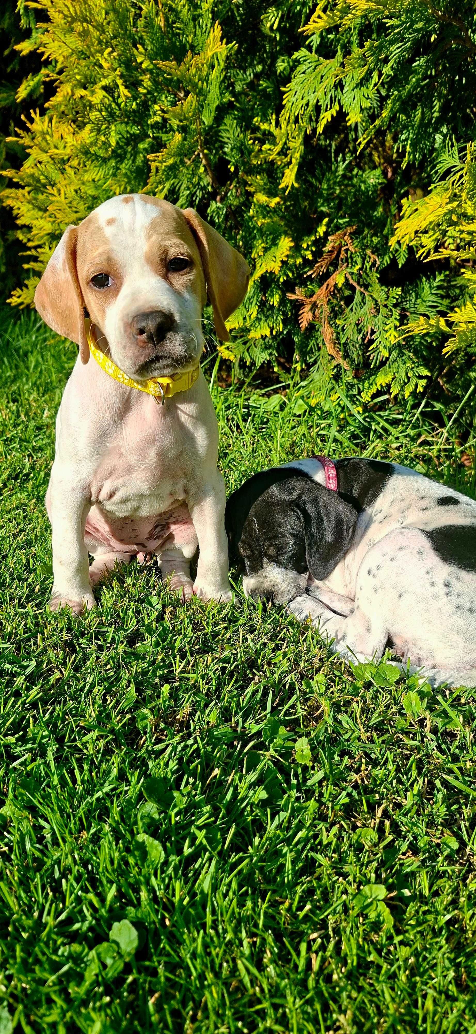 Bella- suczka rasy pointer, wyżeł angielski