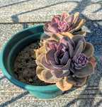 Plantas , catos, suculentas, protea, leucadendro