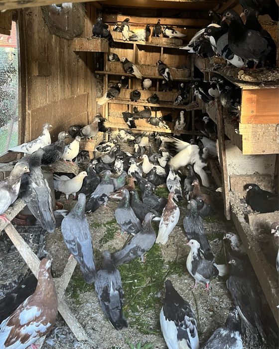 Gołębie zamojskie, różne. Likwidacja hodowli