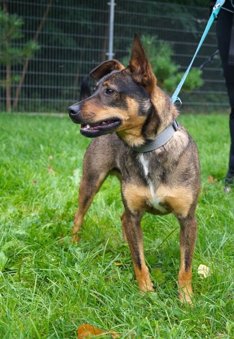 Mały Aviko do adopcji