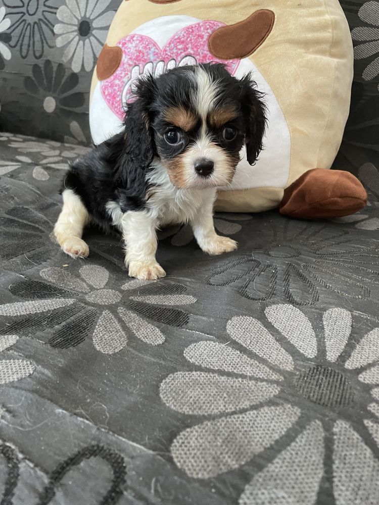 Cavalier king charles spaniel tricolor samiec