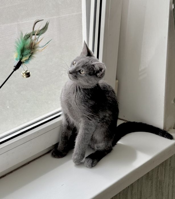 Котенок мальчик серый пепельный британец кошеня хлопчик сірий