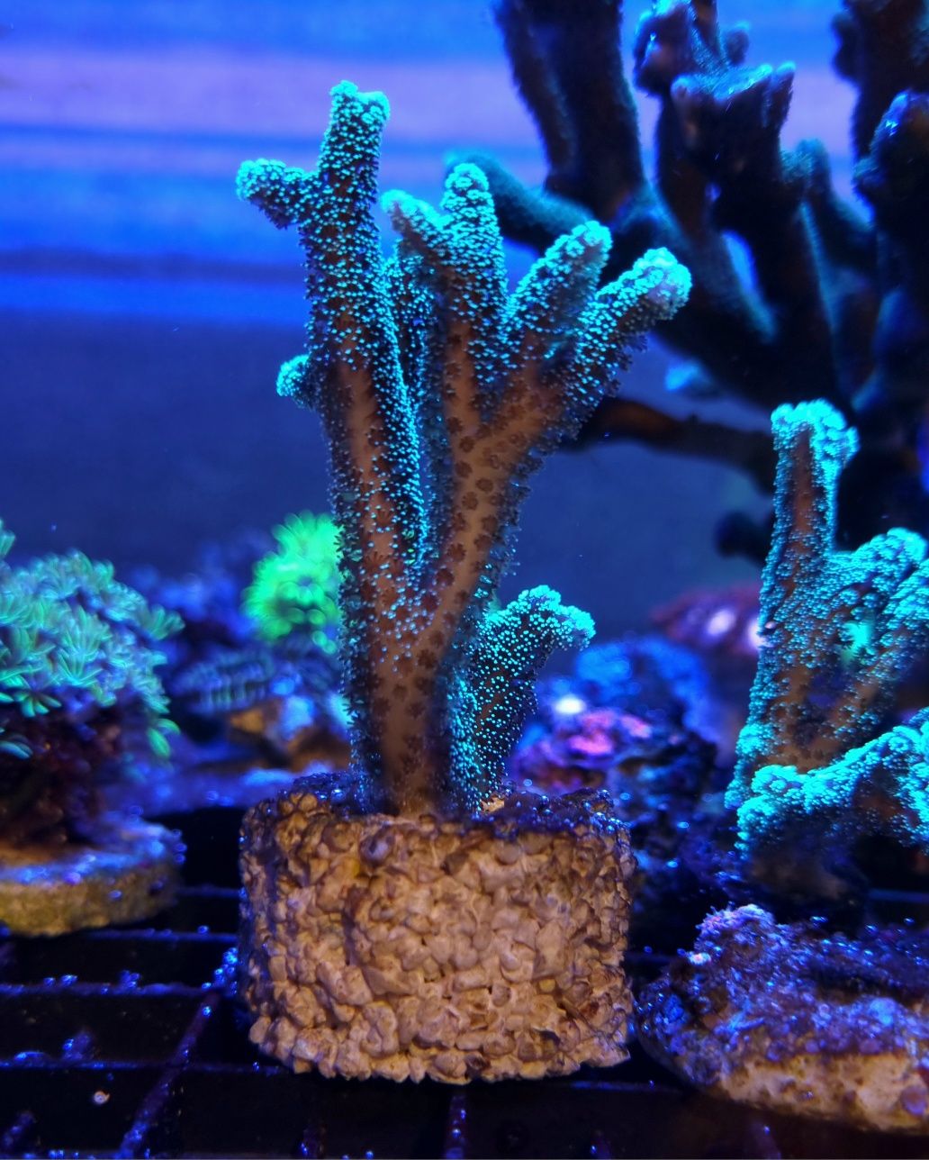 Seriatopora caliendrum koralowiec akwarium morskie koralowce