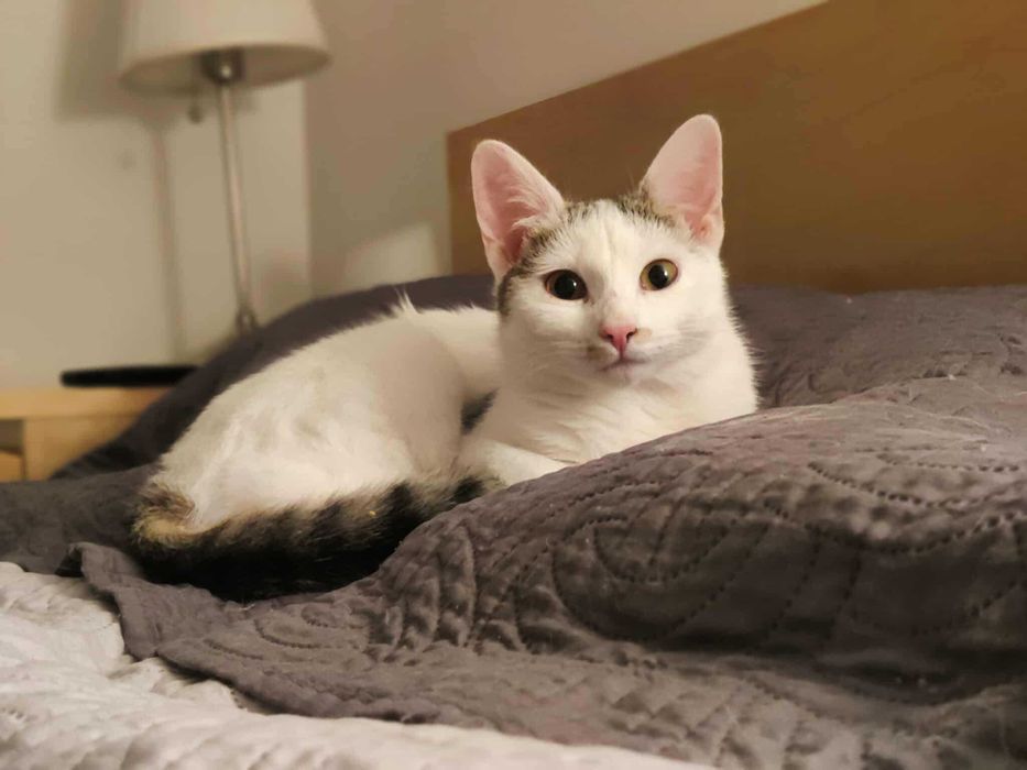 Młodziutka kotka o wielkim sercu szuka stałego domu