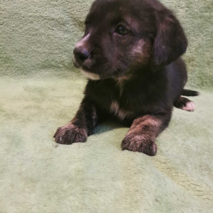 Pokochaj go!  Szukają domu.