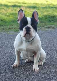 Bulldog francês para montas