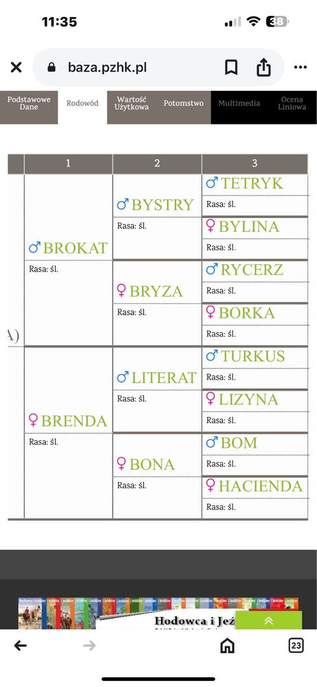 Klacz slaska z zrebakiem