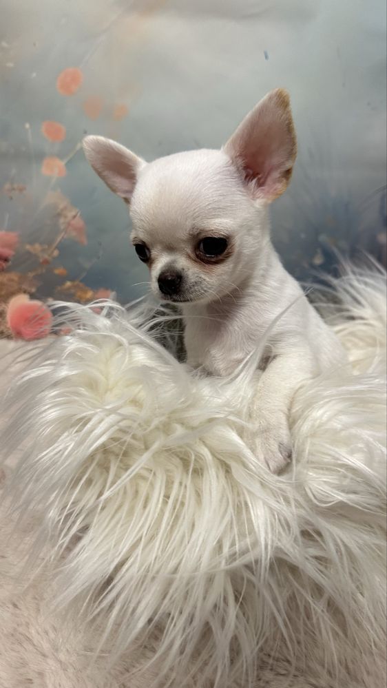 Cudowna dziewczynka chihuahua
