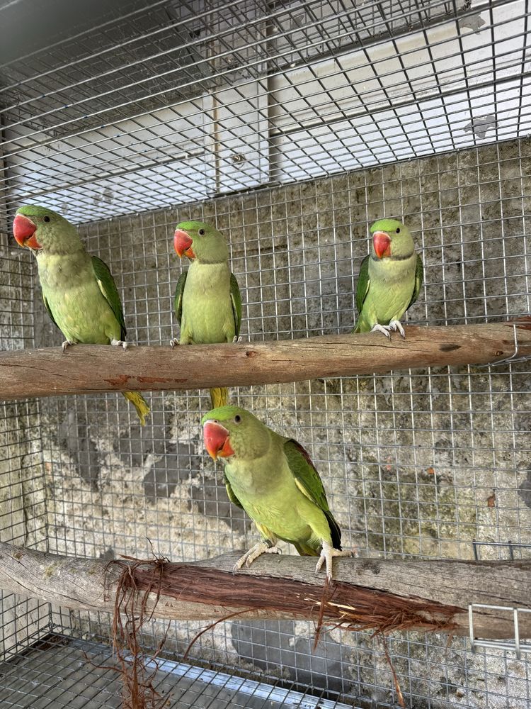 Varias aves domesticadas