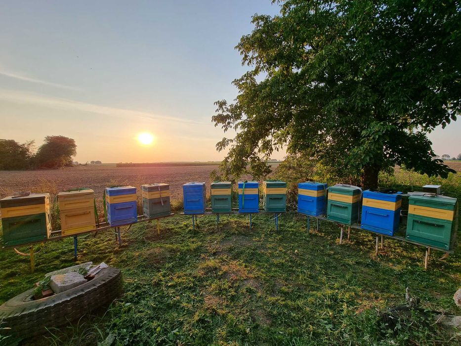 MIÓD 2025: rzepakowy