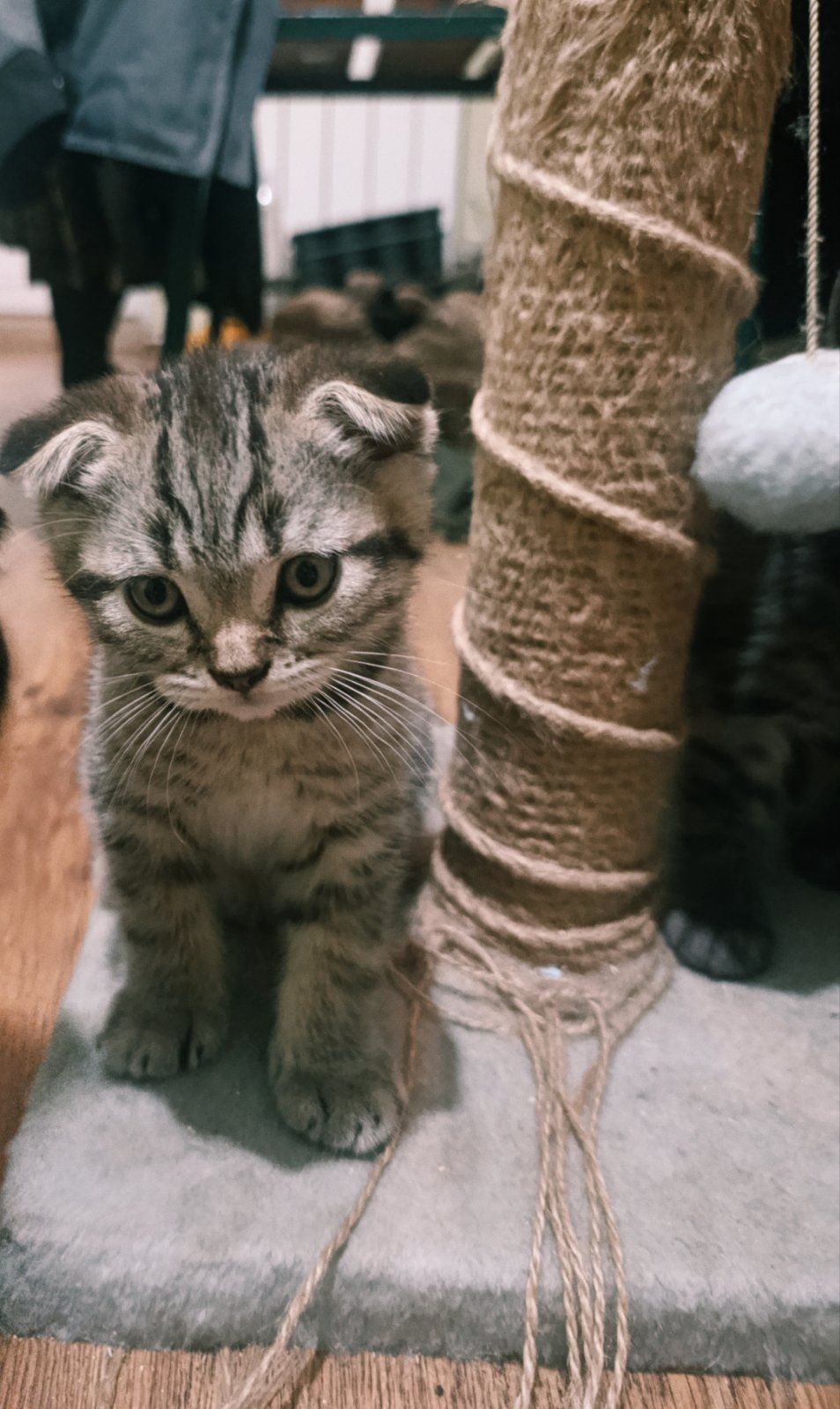 Продам висловухих кошенят