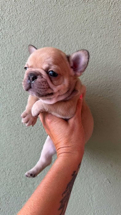 Bulldog francês Macho