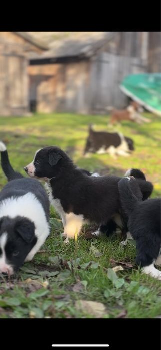 Szczeniak Border Collie piesek biało czarny
