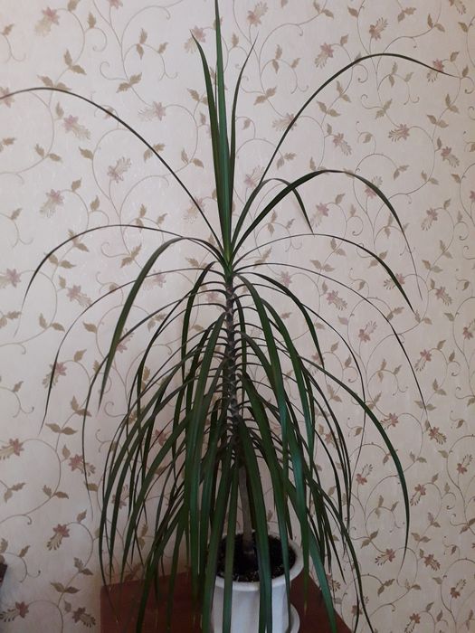 Драцена. Комнатные растение.