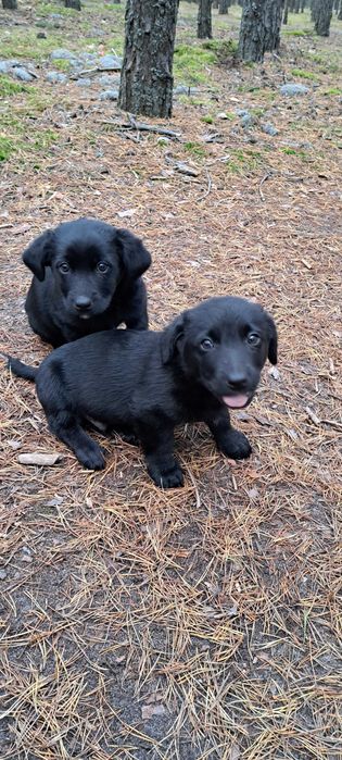 Малеча шукає сім'ю