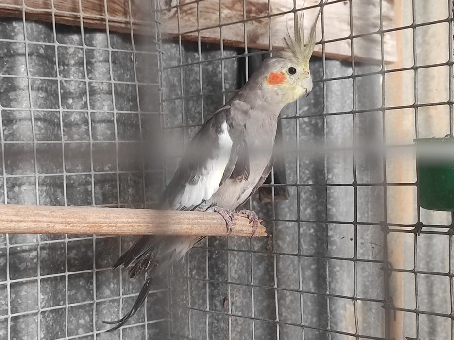 Caturras canela novinhas