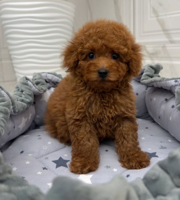 Малиш той пудель.мілейший ,