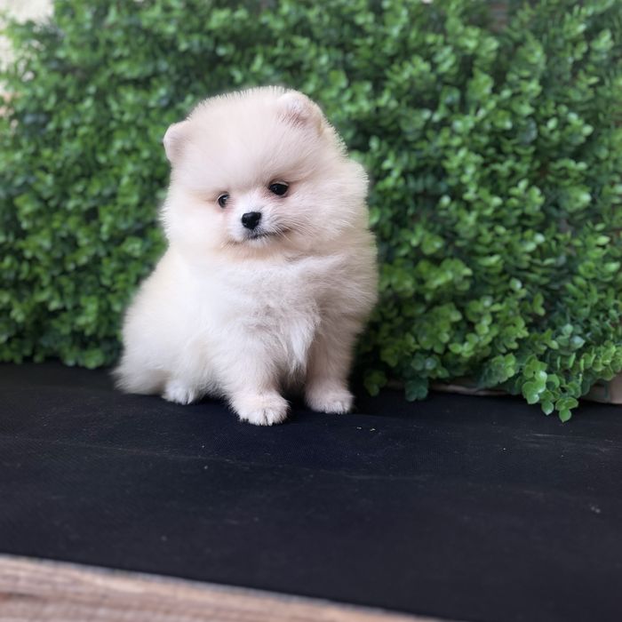 лялькова дівчинка тип ведмедик