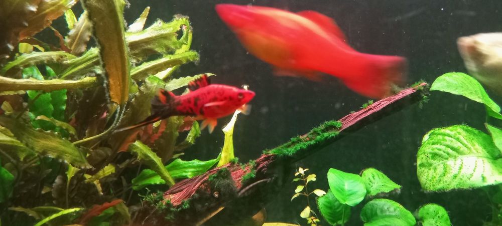 Vendo Peixe Espada aquario agua quente