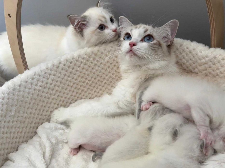 Ragdoll - Kotka z rodowodem Lazurowe Łapki*PL - Eowinka