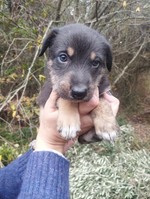 Mel para adoção muito responsável