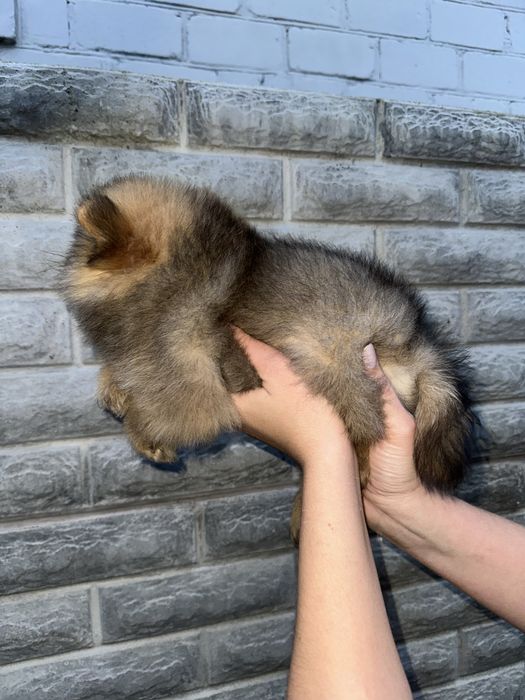 Міні дівчинка 3 місяці