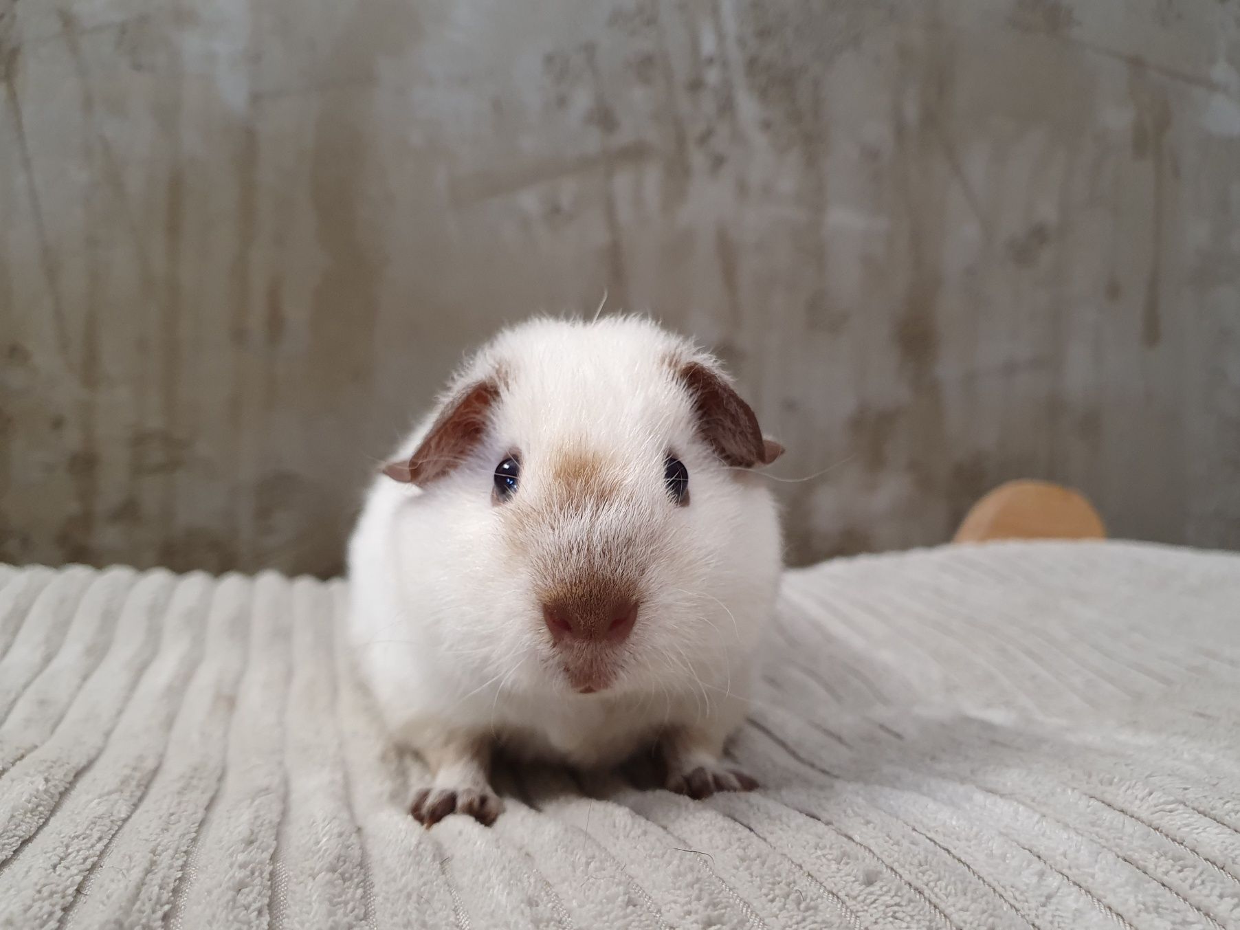 Świnka morska Us Teddy Samiec california