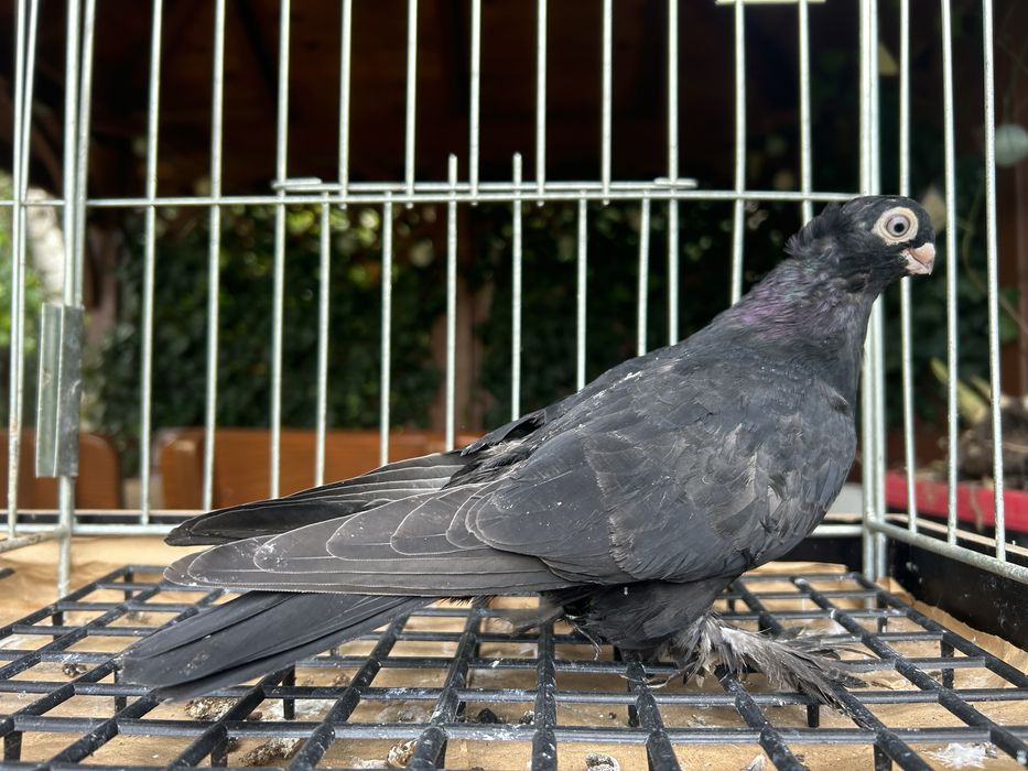 Gołębie ozdobne. Wywrotek mazurski samiczka 2025r.