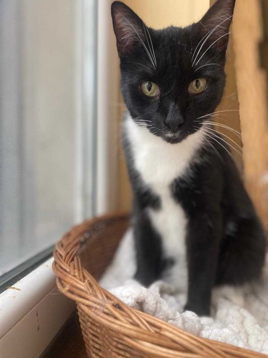 kotka MILKA szuka swojej przystani na zawsze