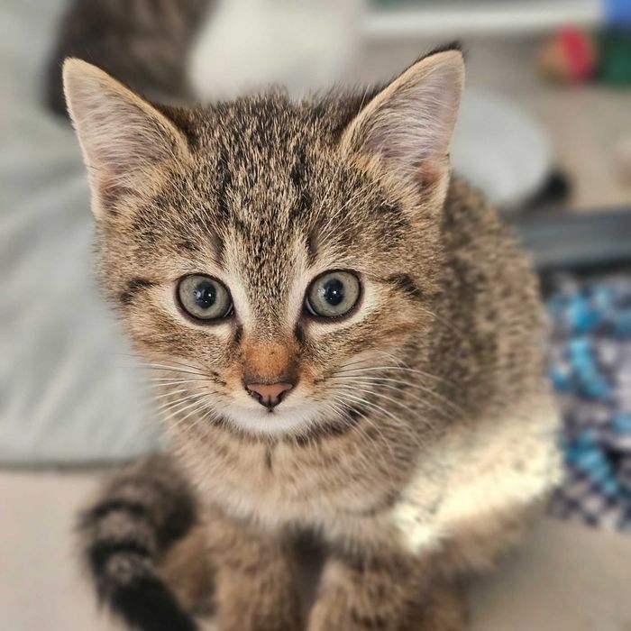 Małe kotki , za darmo