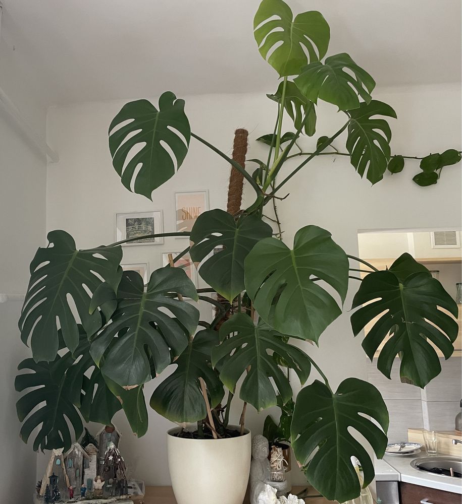 monstera deliciosa