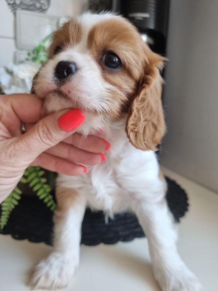 Szczeniak Cavalier King Charles Spaniel Samiec