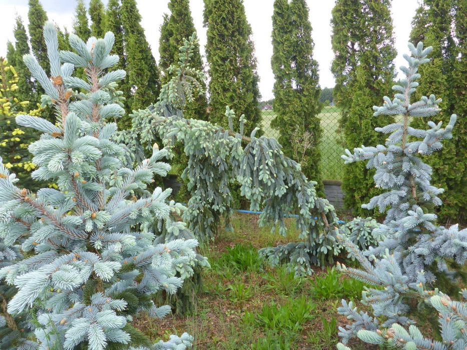 dowozimy i sadzimy ‼️ 300cm tuja SZMARAGD smaragd ‼️ PRODUCENT