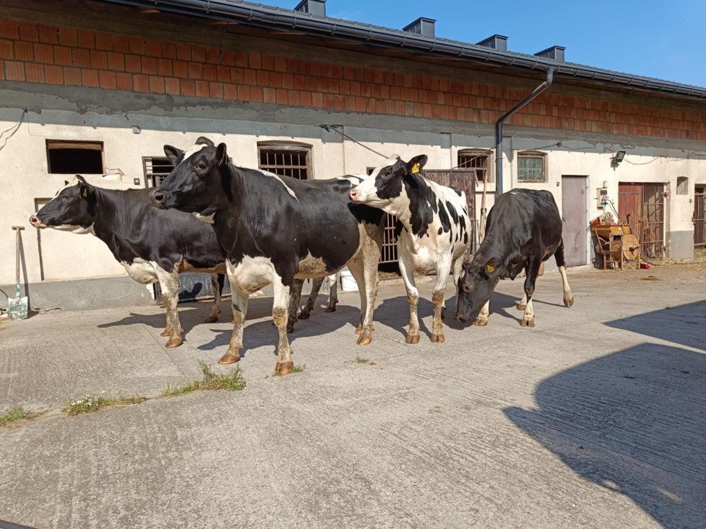 Jałówki wysokocielne hodowlane HF. Transport w cenie