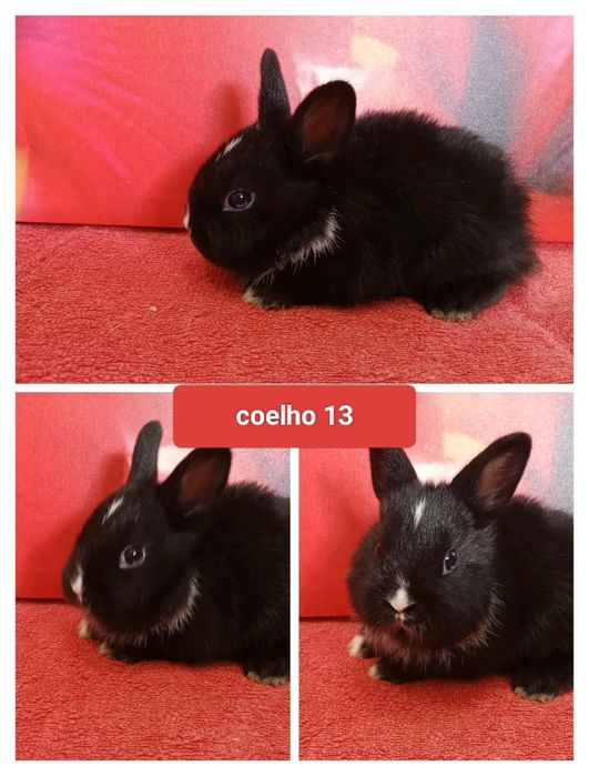 Entrega de coelhos anões no Entroncamento