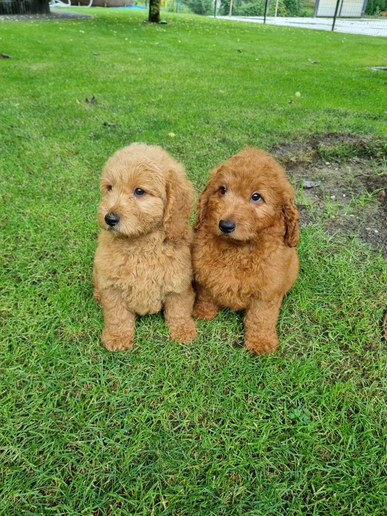 Golden Retriever Pudel miniaturowy Goldendoodle MINI piesek