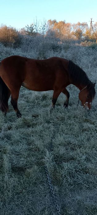 Продається кобила!